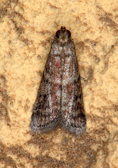 Pyralidae da id.